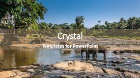  Presentation with elephants - PPT theme having elephants bathing in the jungle background and a coral colored foreground