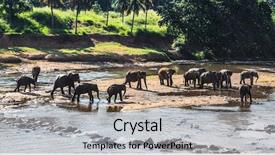  Presentation with elephants - Slides having elephants bathing in the jungle background and a light gray colored foreground