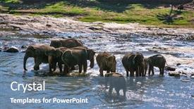  Presentation with sri lanka - Audience pleasing PPT theme consisting of elephants bathing in the jungle backdrop and a seafoam green colored foreground