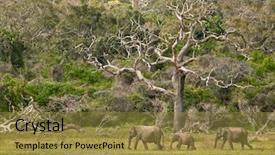  Presentation with elephants - Cool new PPT theme with elephants family in yala national backdrop and a gold colored foreground