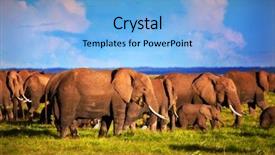  Presentation with africa safari - Slide set featuring elephants herd on african savanna background and a light blue colored foreground