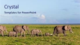  Presentation with africa safari - Presentation design with elephants herd on african savanna background and a sky blue colored foreground