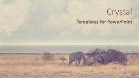  Presentation with elephants - Cool new presentation with elephants-in-african-savannah-travel backdrop and a soft green colored foreground