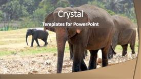  Presentation with elephants - Beautiful PPT theme featuring elephants in park pinawella sri lanka backdrop and a tawny brown colored foreground