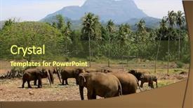  Presentation with elephants - Audience pleasing presentation theme consisting of elephants in park pinawella sri lanka backdrop and a tawny brown colored foreground