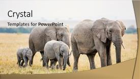  Presentation with africa safari - Beautiful PPT theme featuring elephants in safari park backdrop and a white colored foreground