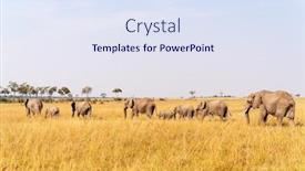  Presentation with africa safari - Cool new presentation design with elephants-in-safari-park backdrop and a sky blue colored foreground