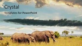  Presentation with savannah - Colorful PPT theme enhanced with elephants in savannah backdrop and a light blue colored foreground