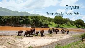  Presentation with elephants - Presentation consisting of elephants in tarangire national park tanzania background and a sky blue colored foreground