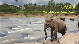  Presentation with sri lanka - PPT layouts consisting of elephants in the maha oya background and a tawny brown colored foreground