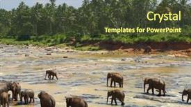  Presentation with elephants - PPT theme with elephants in the river - sri lanka background and a tawny brown colored foreground