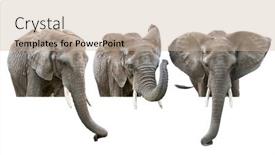  Presentation with elephants - Slide set consisting of elephants-isolated-on-white-background background and a soft green colored foreground