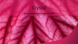  Presentation with elephant - Slide deck featuring elephants light background - elephant plant leaf closeup showing background and a  colored foreground