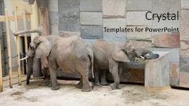  Presentation with elephants - Presentation theme with elephants living in a zoo background and a light gray colored foreground