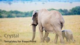  Presentation with africa safari - Presentation theme with elephants-mother-and-baby background and a coral colored foreground