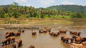  Presentation with elephants - 