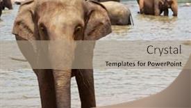  Presentation with elephants - 