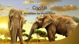  Presentation with elephants - Presentation theme consisting of elephants on the savannah at sunset background and a coral colored foreground