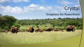  Presentation with elephant - Audience pleasing slide deck consisting of elephants serengeti natural park tanzania backdrop and a light blue colored foreground