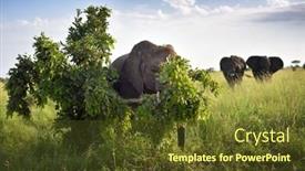  Presentation with elephants - PPT layouts enhanced with elephants-serengeti-natural-park-tanzania background and a tawny brown colored foreground