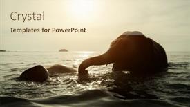  Presentation with elephants - Audience pleasing slides consisting of elephants-swim-in-the-gulf backdrop and a cream colored foreground