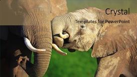  Presentation with elephants - Theme having elephants touching each other gently - addo national park background and a coral colored foreground