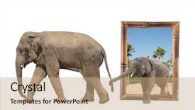  Presentation with mom baby - Slide deck consisting of elephas maximus in bamboo frame background and a coral colored foreground