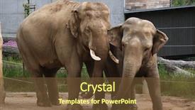  Presentation with lover - Colorful PPT theme enhanced with elephas maximus indicus wildlife animal backdrop and a  colored foreground