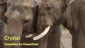  Presentation with elephant maximus - Presentation consisting of elephas maximus indicus wildlife animal background and a tawny brown colored foreground