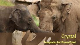  Presentation with indian - Cool new theme with elephas maximus indicus wildlife animal backdrop and a tawny brown colored foreground