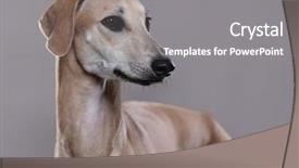  Presentation with greyhound - Slides featuring elite - dog sloughi arabian greyhound background and a gray colored foreground