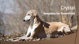  Presentation with greyhound - Amazing PPT layouts having elite - slugs arabian greyhound arabic greyhound backdrop and a gray colored foreground