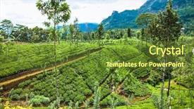  Presentation with tea plantation - Colorful slide deck enhanced with nuwaraeliya - nuwara eliya tea plantation backdrop and a tawny brown colored foreground