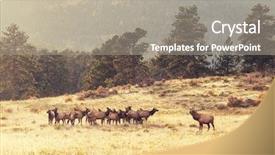  Presentation with rocky mountains - Audience pleasing PPT layouts consisting of elk - deers in rocky mountains np backdrop and a  colored foreground