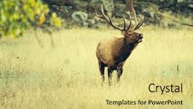  Presentation with rocky mountains - Theme having elk - deers in rocky mountains np background and a  colored foreground
