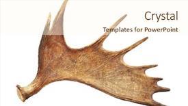  Presentation with frames isolated on white brown - Presentation consisting of elk - moose antler isolated on white background and a cream colored foreground