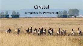  Presentation with refuge - Presentation theme with elk herd walking away across background and a light blue colored foreground