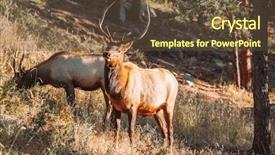  Presentation with rock climbing to top of mountain - Presentation consisting of elk in rocky mountain national background and a  colored foreground