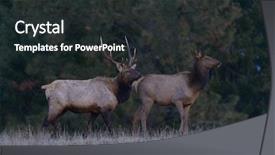  Presentation with country - Beautiful presentation theme featuring elk in washington farm country backdrop and a dark gray colored foreground
