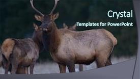  Presentation with country - Audience pleasing PPT theme consisting of elk in washington farm country backdrop and a wine colored foreground