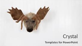  Presentation with decoration - PPT layouts having elk of plush hanging background and a white colored foreground