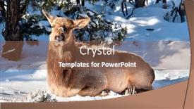  Presentation with grand canyon - Audience pleasing PPT theme consisting of elk-sits-in-the-snow backdrop and a tawny brown colored foreground