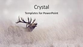  Presentation with tall - Audience pleasing theme consisting of elk walking in tall grass backdrop and a light gray colored foreground