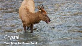  Presentation with elks - Slides enhanced with elks-stands-in-the-water background and a gray colored foreground