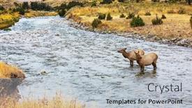  Presentation with elks - PPT theme with elks-stands-in-the-water background and a light gray colored foreground