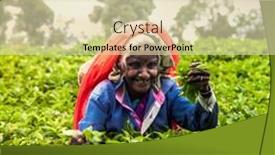  Presentation with tea leaves - 