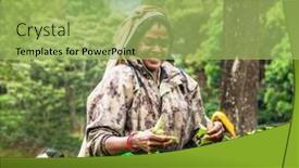  Presentation with tea leaves - 