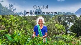  Presentation with tea leaves - 