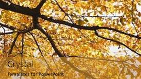  Presentation with fall color - Amazing PPT theme having elm tree in fall color in washington d c usa backdrop and a gold colored foreground