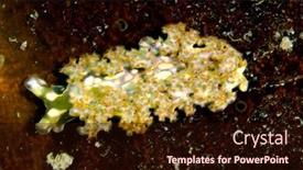  Presentation with lettuce - PPT theme with elysia-crispata-common-name background and a wine colored foreground